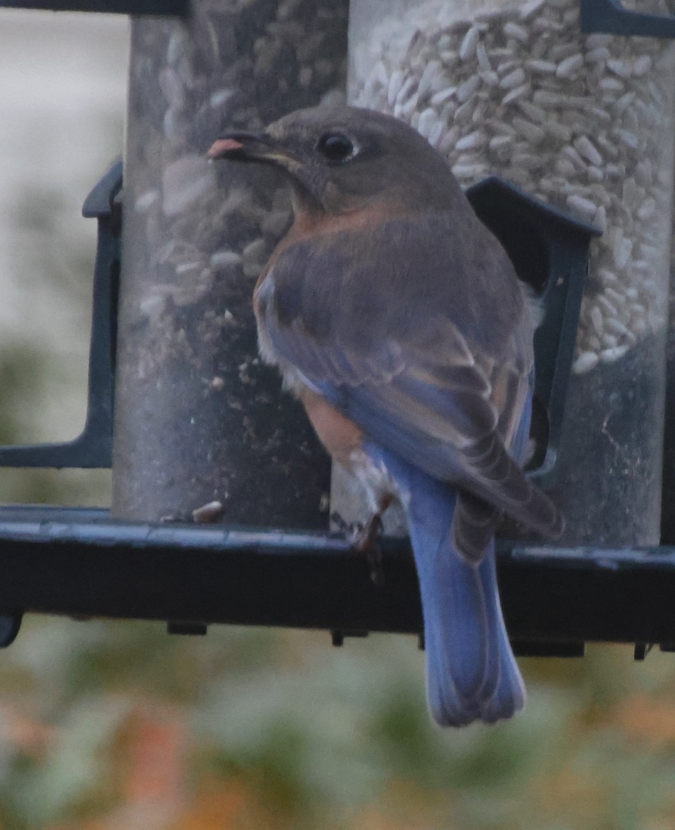 Eastern Bluebird - ML645910059