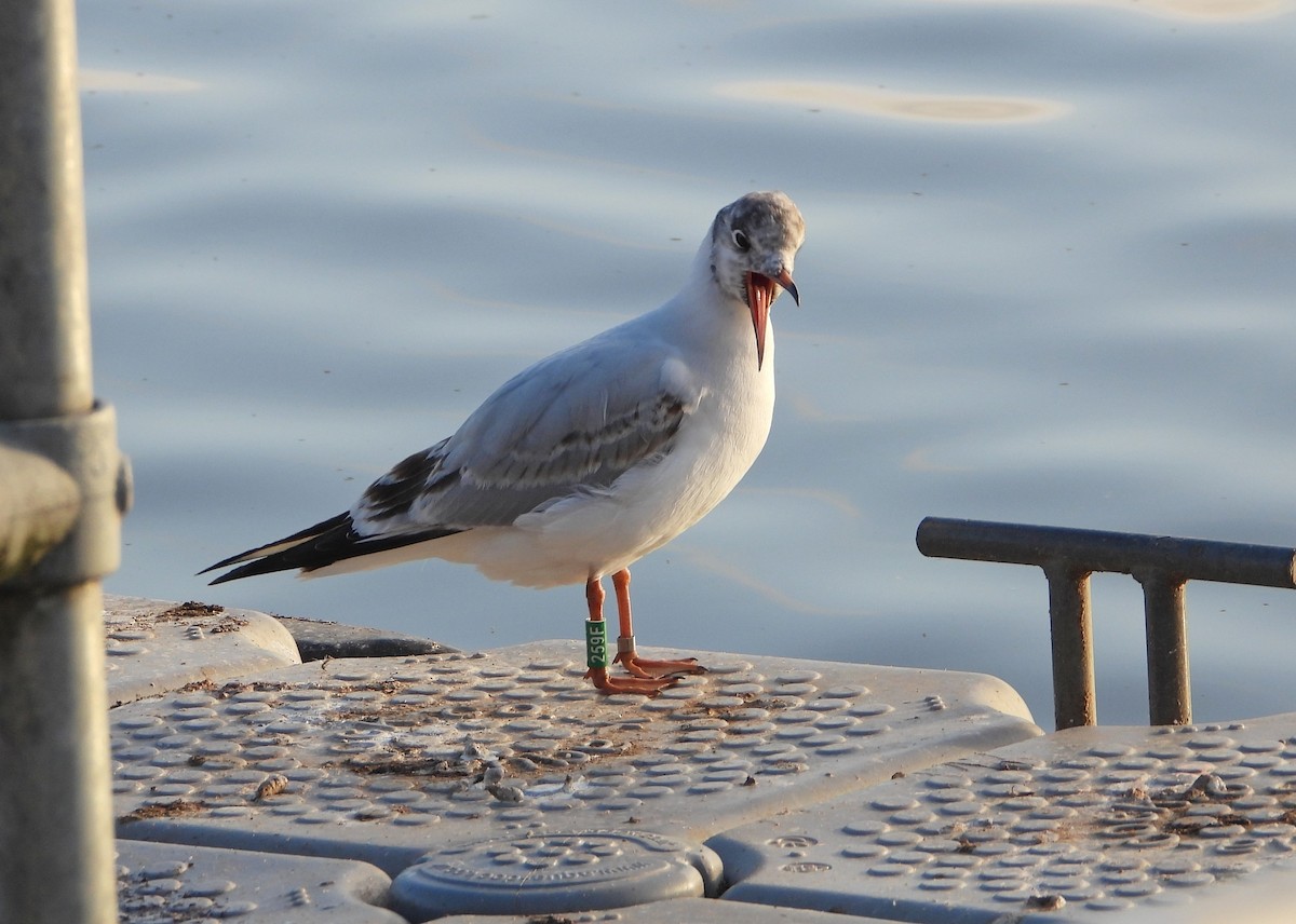 Antxeta mokogorria - ML645910060