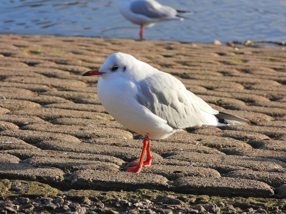 Antxeta mokogorria - ML645910061