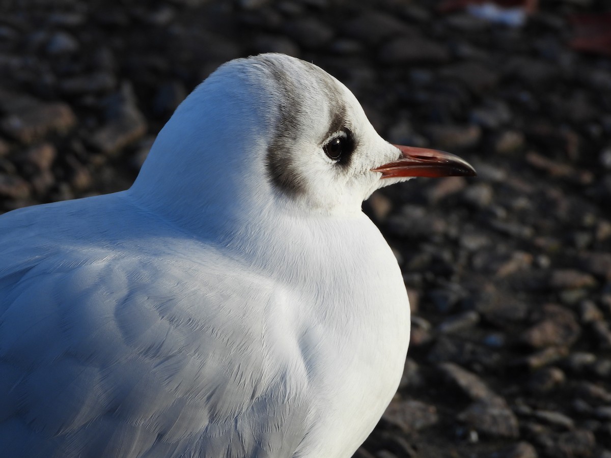 Antxeta mokogorria - ML645910062