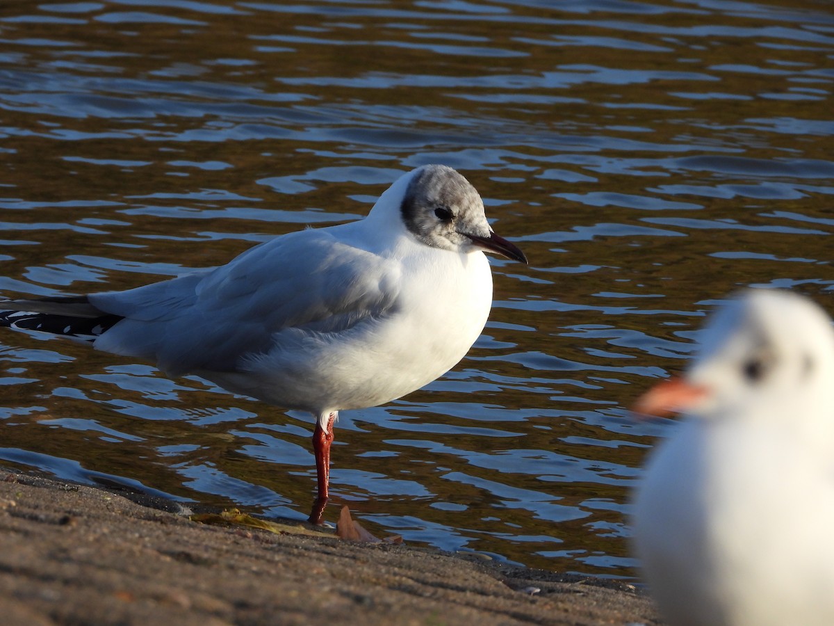 Antxeta mokogorria - ML645910063