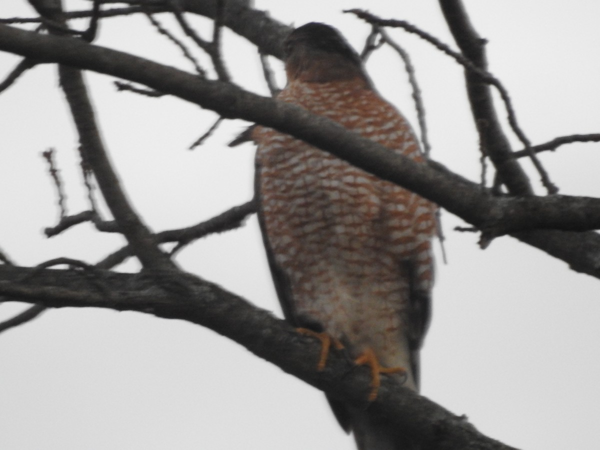 Cooper's Hawk - ML645910065