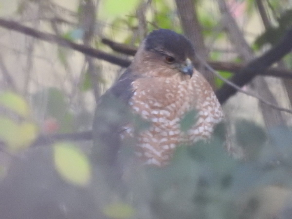 Cooper's Hawk - ML645910066