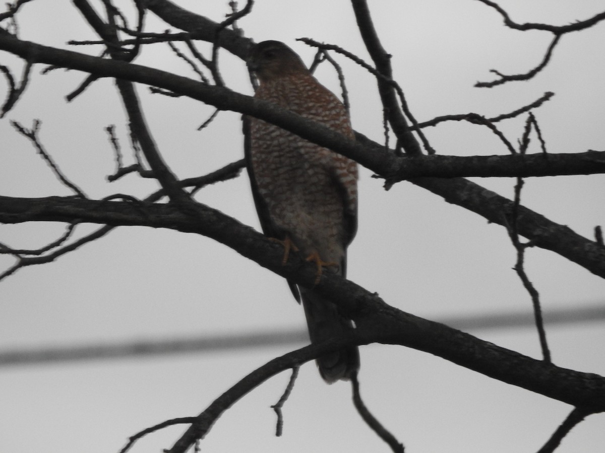 Cooper's Hawk - ML645910067