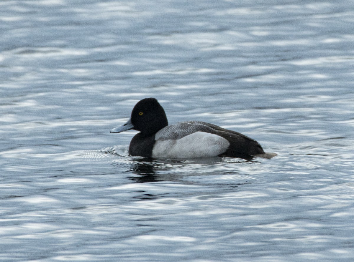 Murgilari txikia - ML645910068