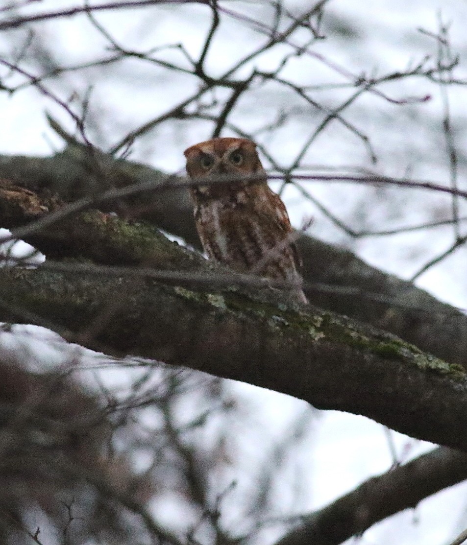 Eastern Screech-Owl - ML645910069
