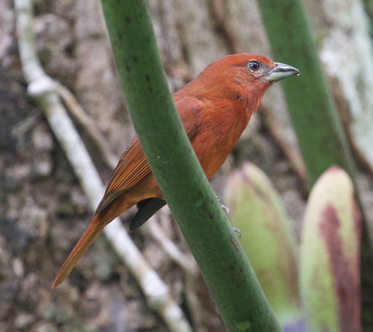 Hepatic Tanager - ML645910070