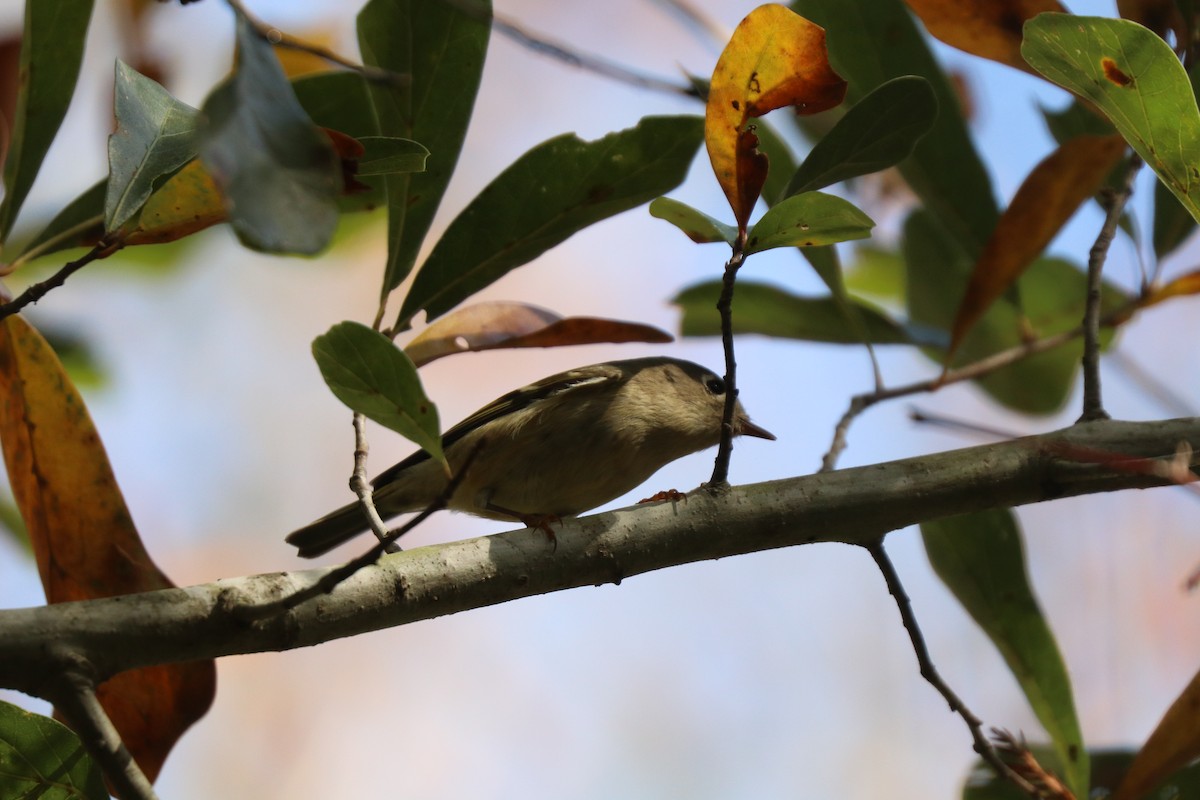 Erregetxo mottogorria - ML645910071