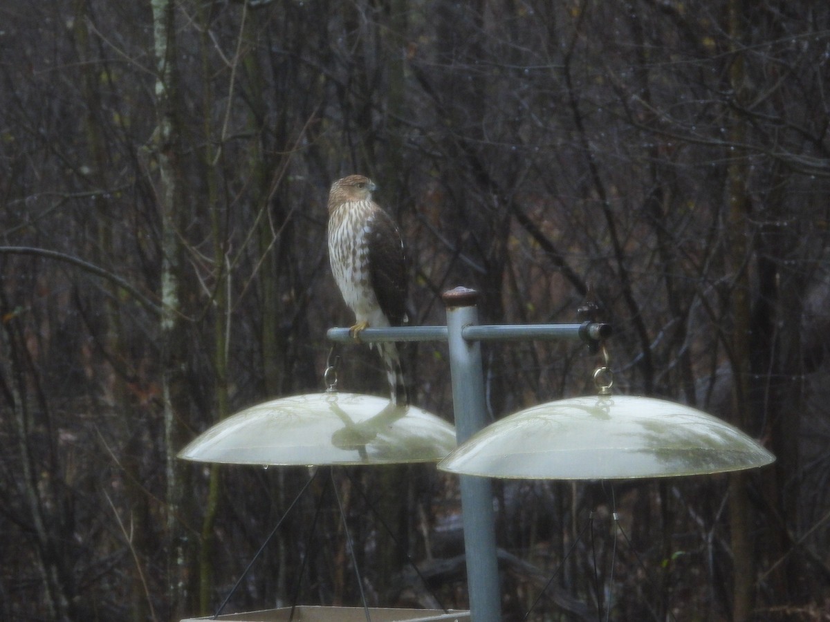 Cooper's Hawk - ML645910072