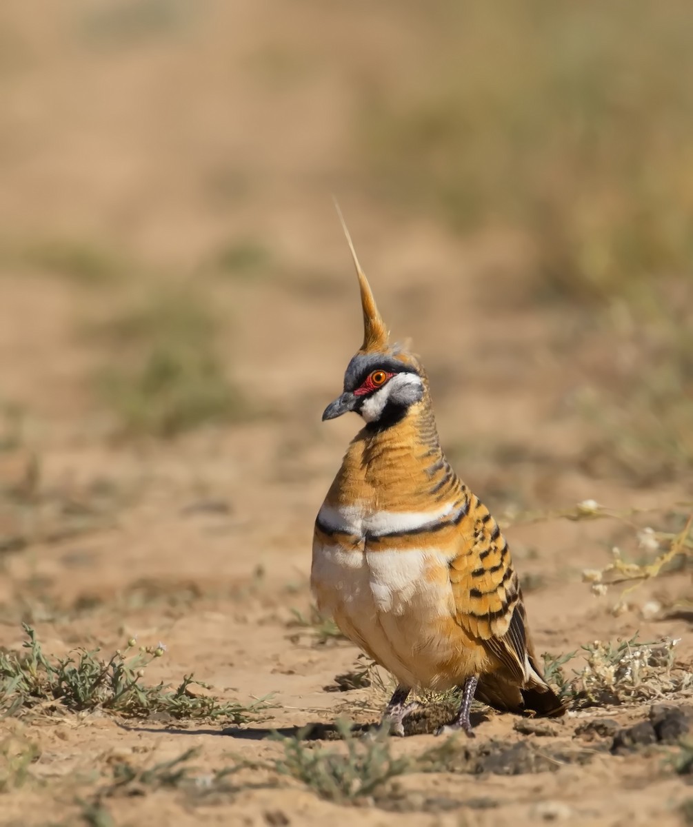 Острохохлый бронзовокрыл - ML645910073