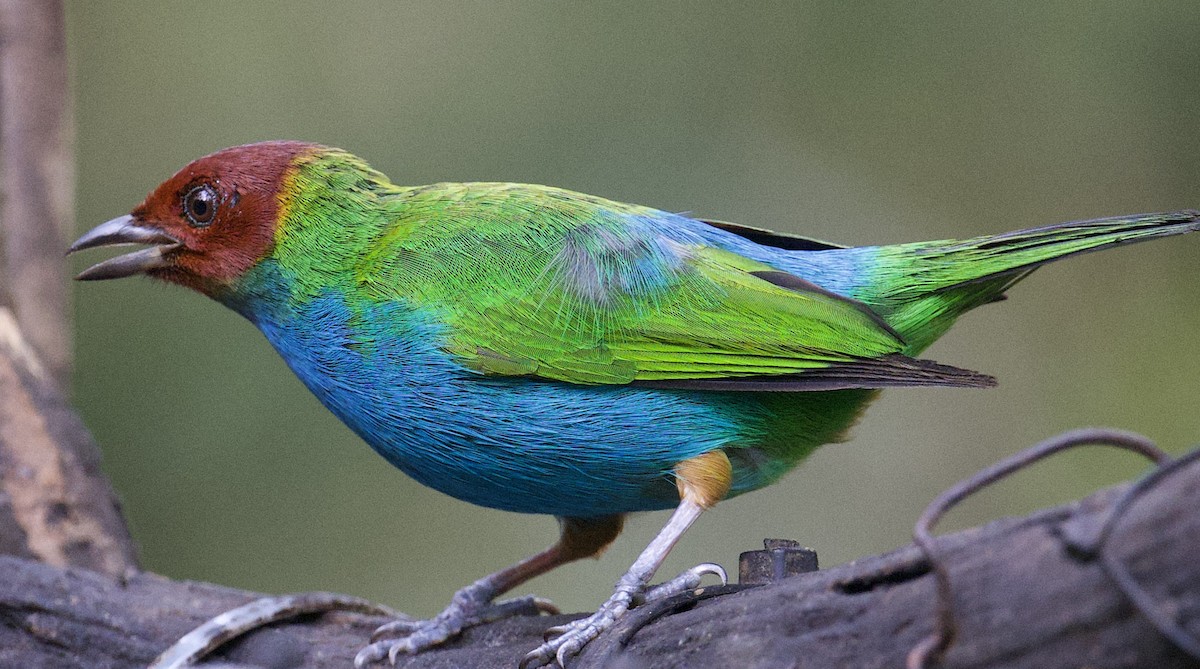 Bay-headed Tanager - ML645910078