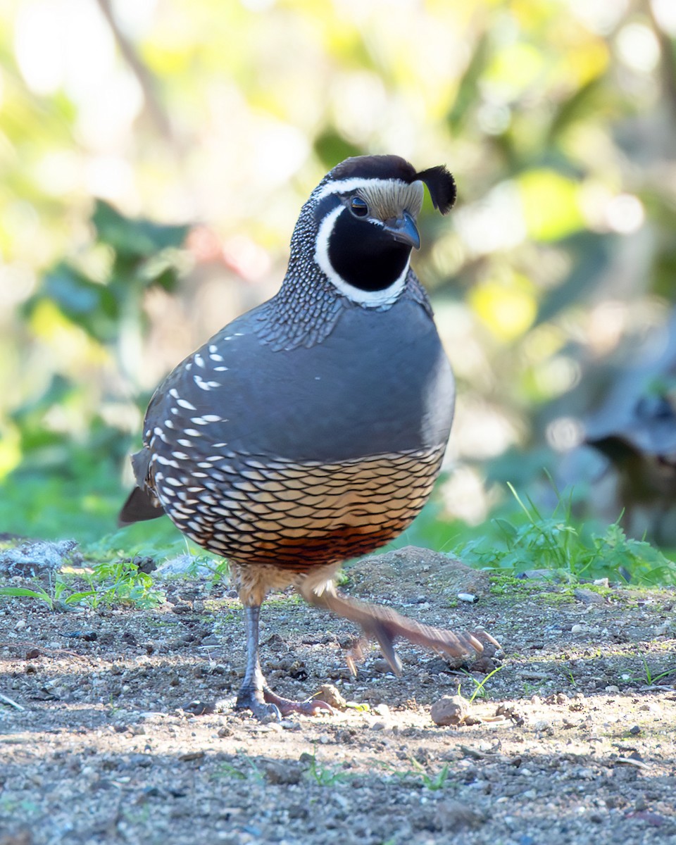 California Quail - ML645910081