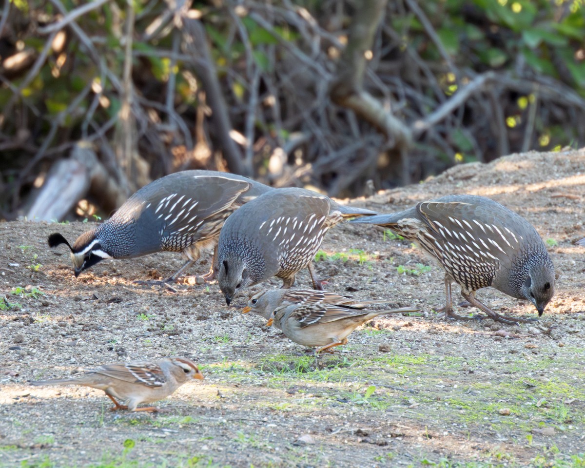 California Quail - ML645910082
