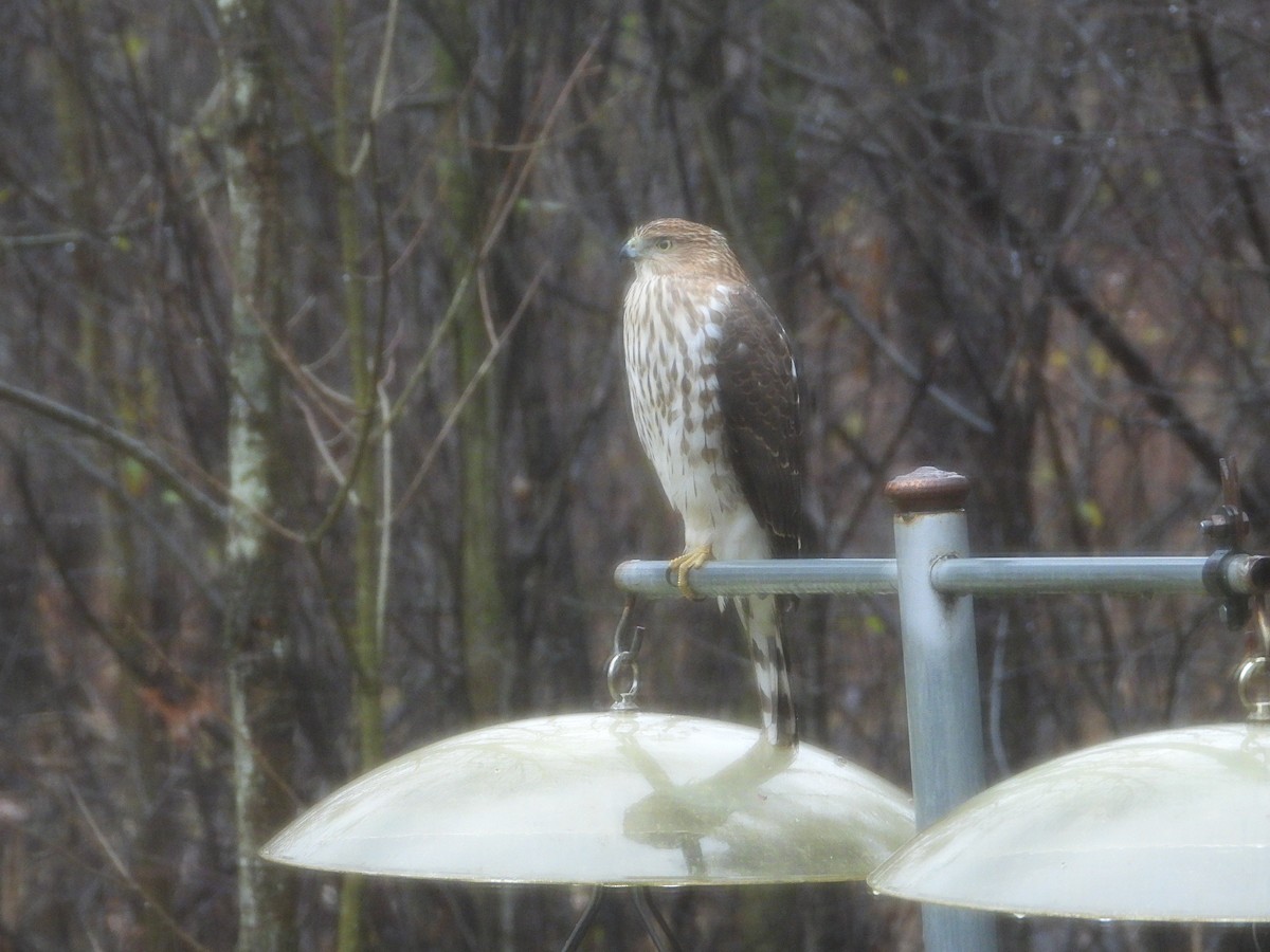 Cooper's Hawk - ML645910086