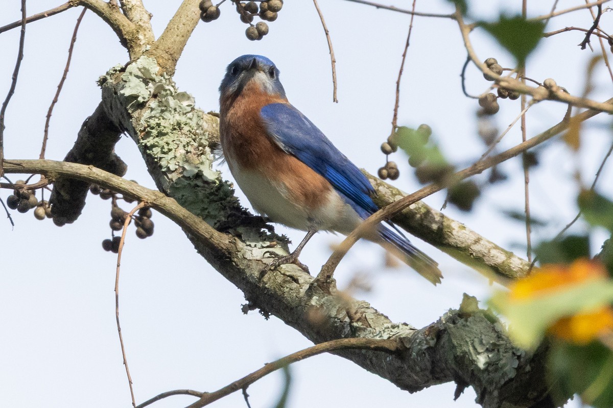 Eastern Bluebird - ML645910094