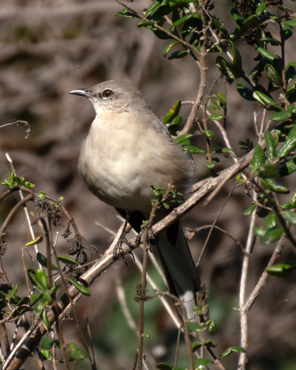 Northern Mockingbird - ML645910096