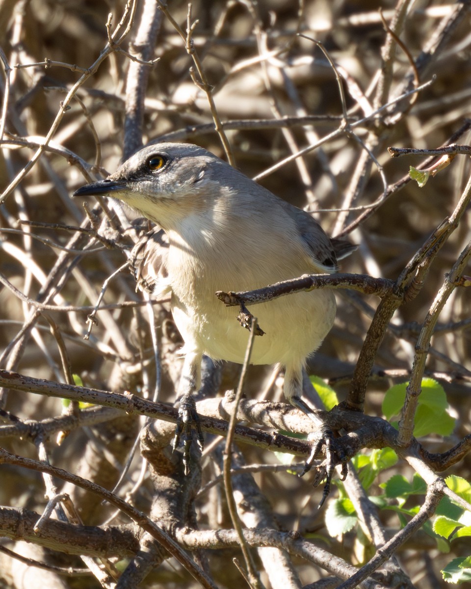 Northern Mockingbird - ML645910097