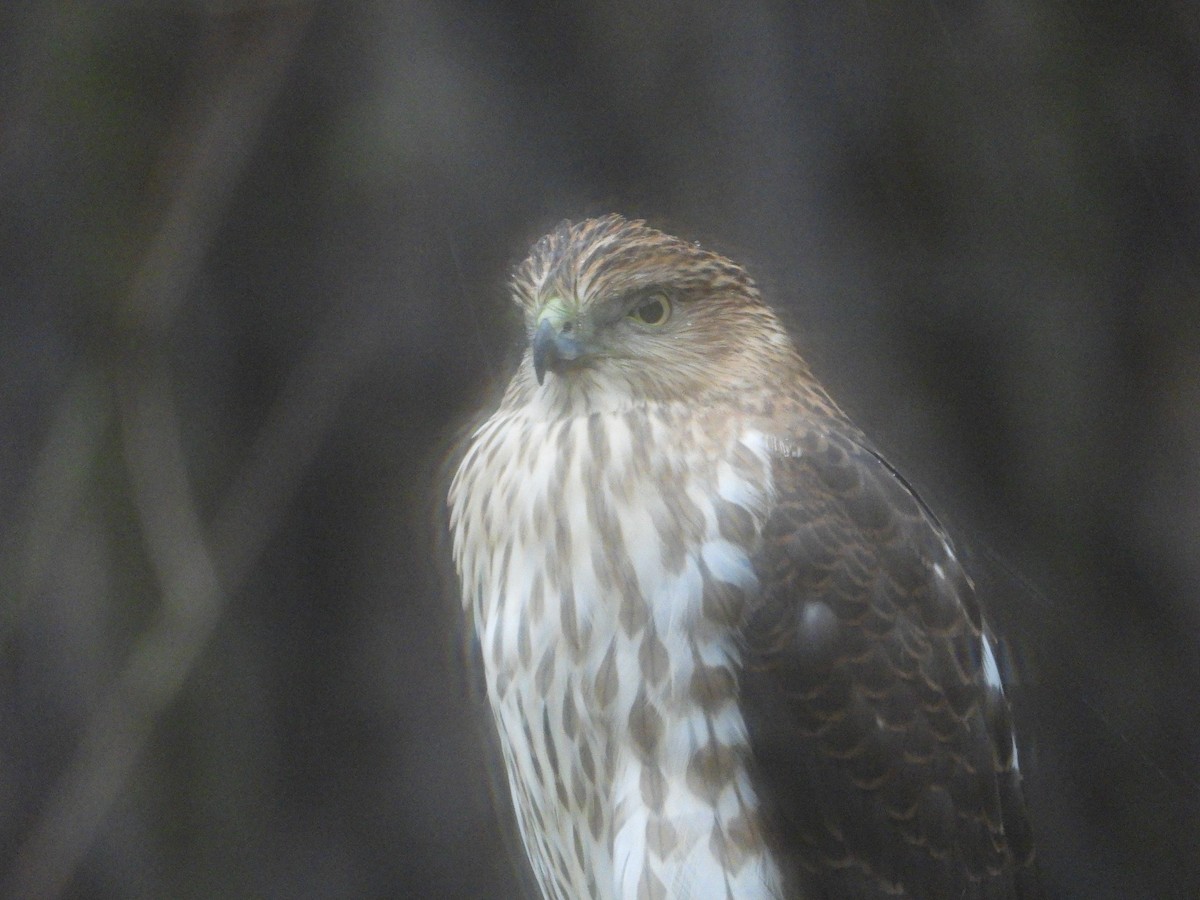 Cooper's Hawk - ML645910101