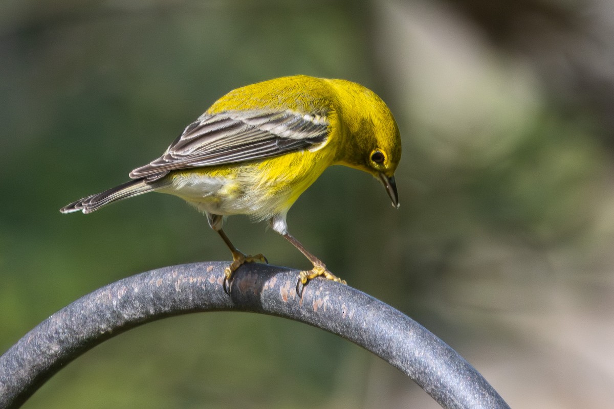 Pine Warbler - ML645910103