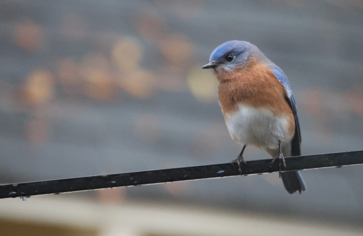 Eastern Bluebird - ML645910105