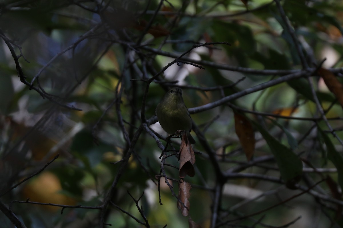 Orange-crowned Warbler - ML645910107