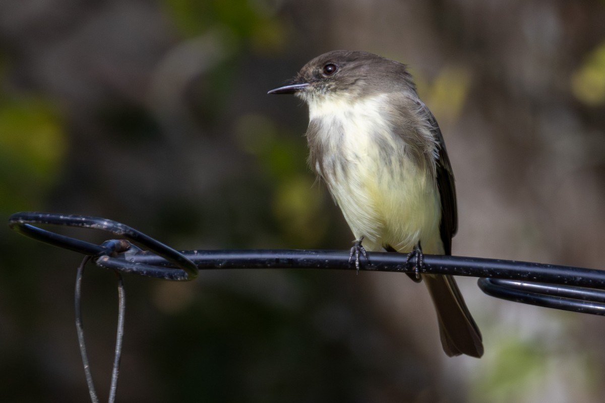 Eastern Phoebe - ML645910109
