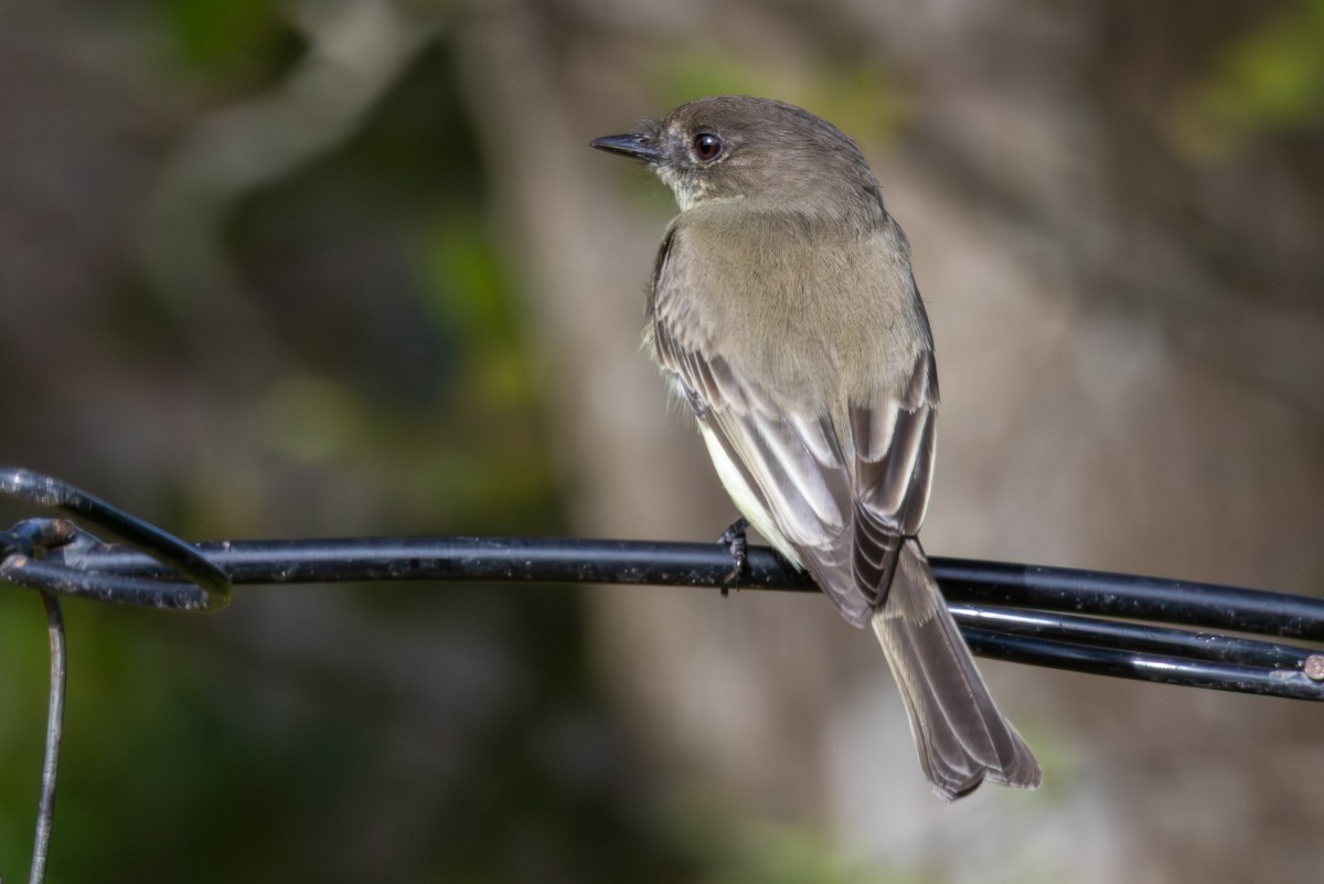 Eastern Phoebe - ML645910110