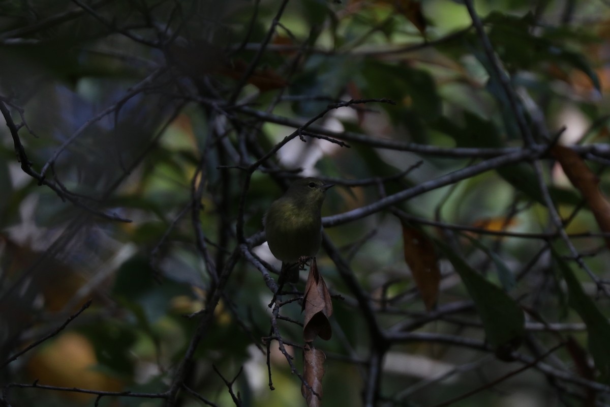 Orange-crowned Warbler - ML645910111