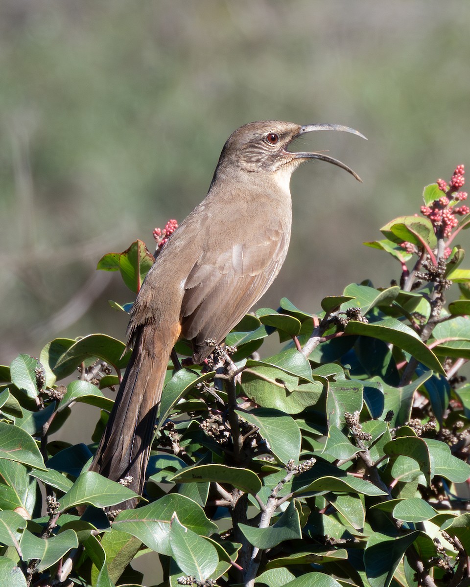 California Thrasher - ML645910112