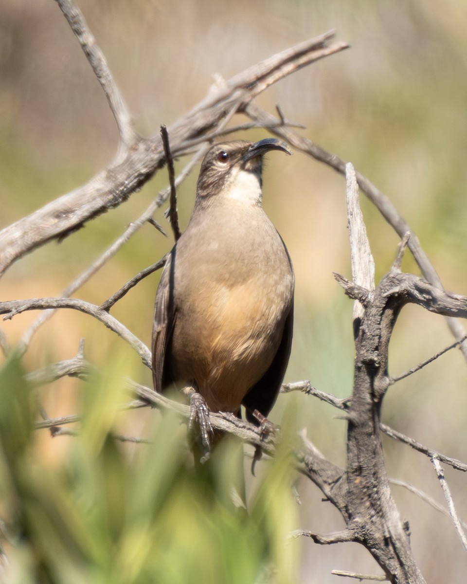 California Thrasher - ML645910113