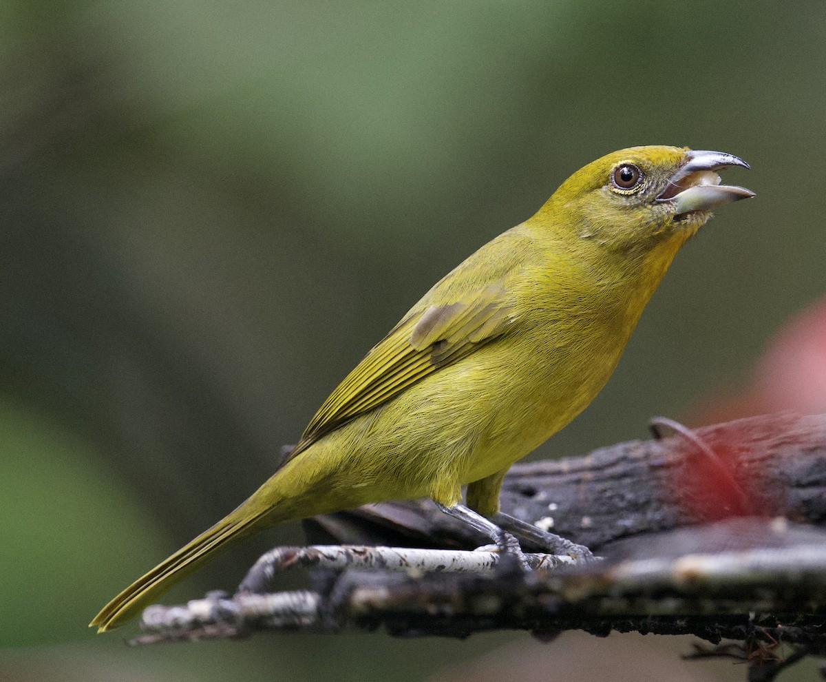 Hepatic Tanager - ML645910114