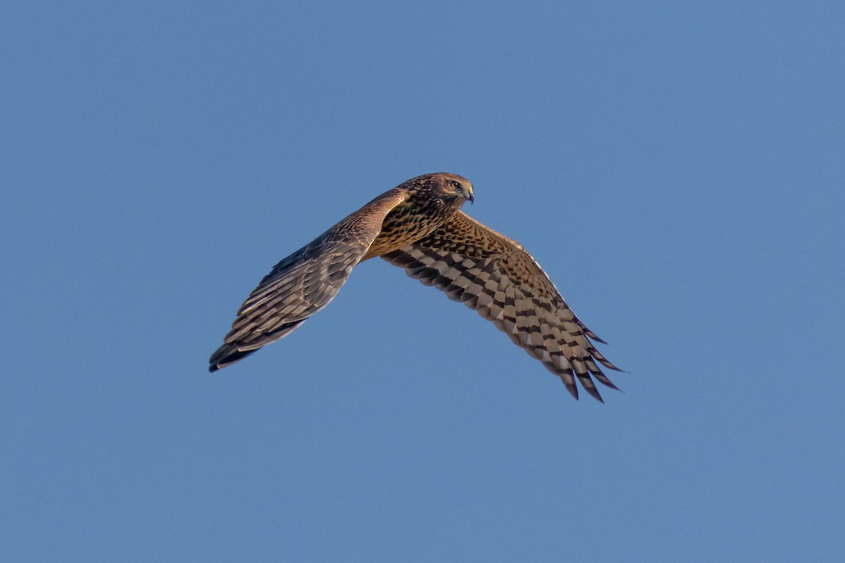 Northern Harrier - ML645910115
