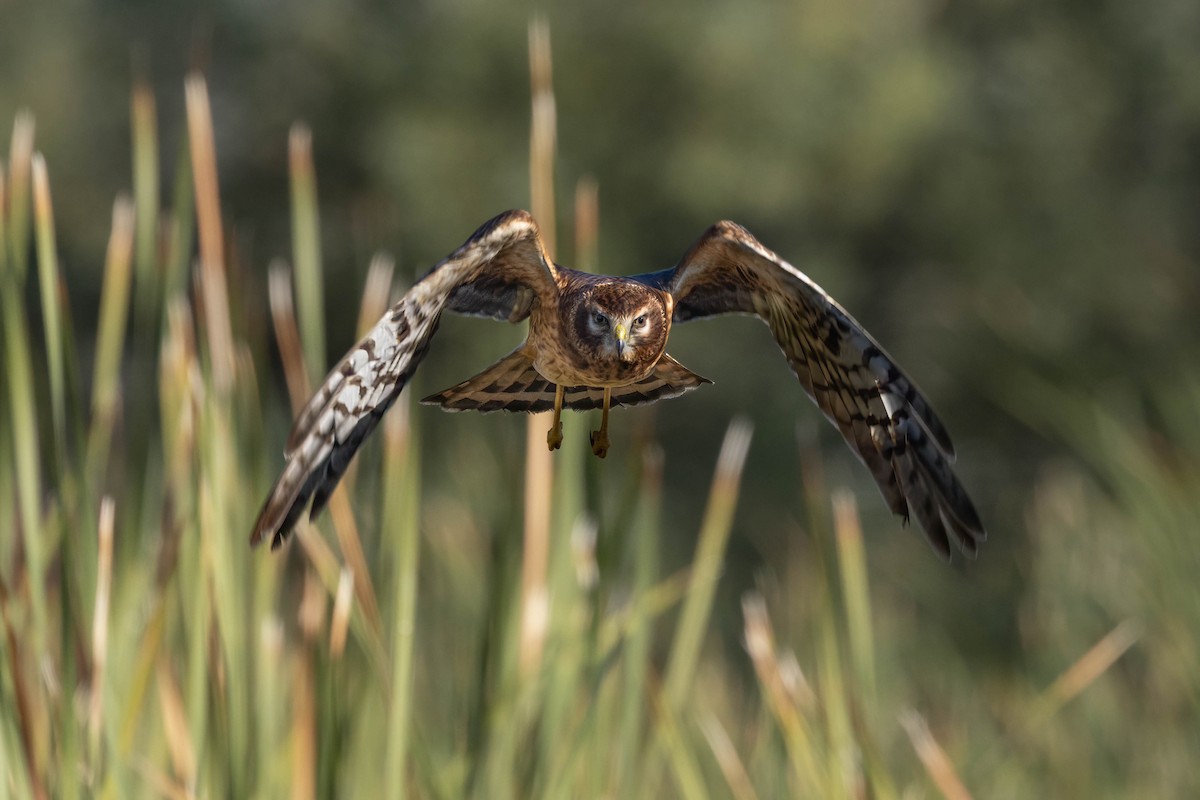 Northern Harrier - ML645910116