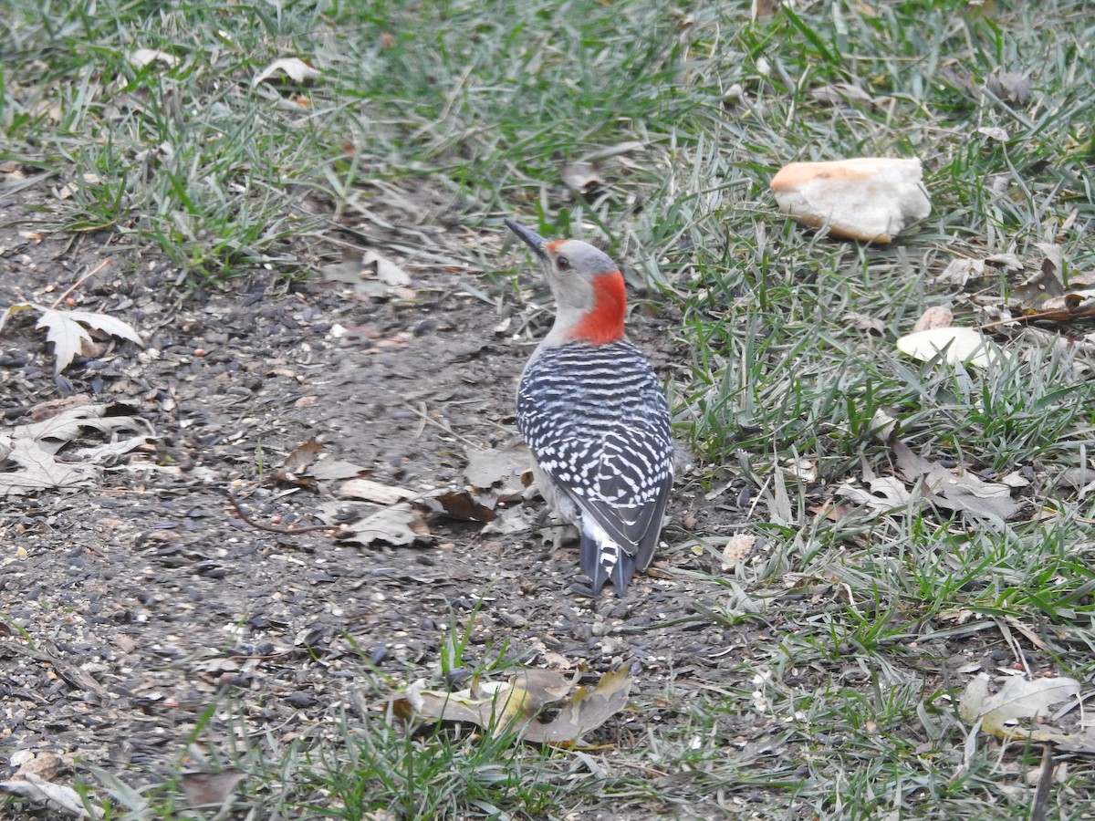 Red-bellied Woodpecker - ML645910118