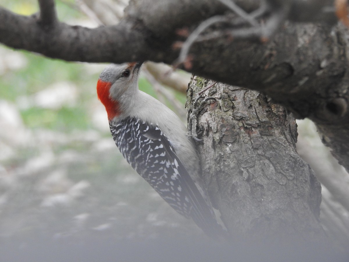 Red-bellied Woodpecker - ML645910119