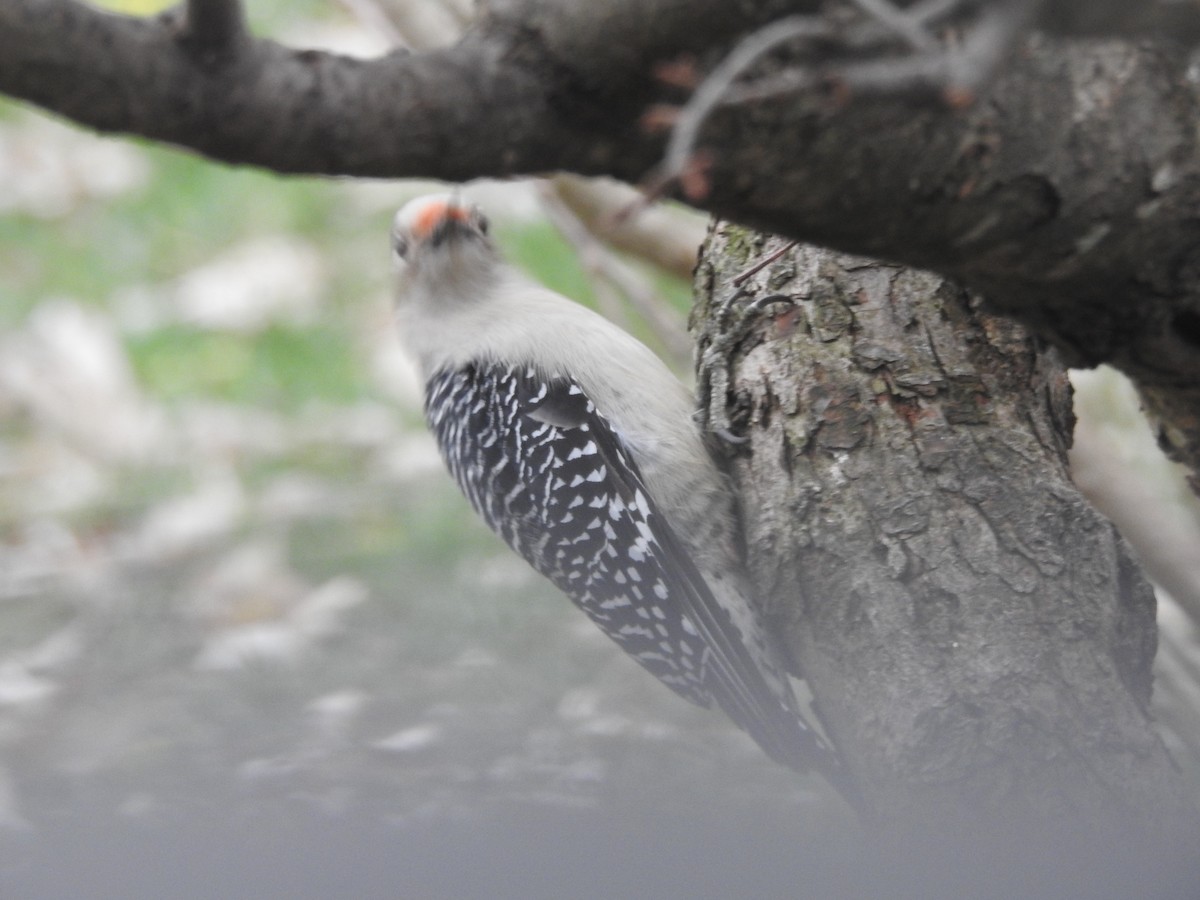 Red-bellied Woodpecker - ML645910120