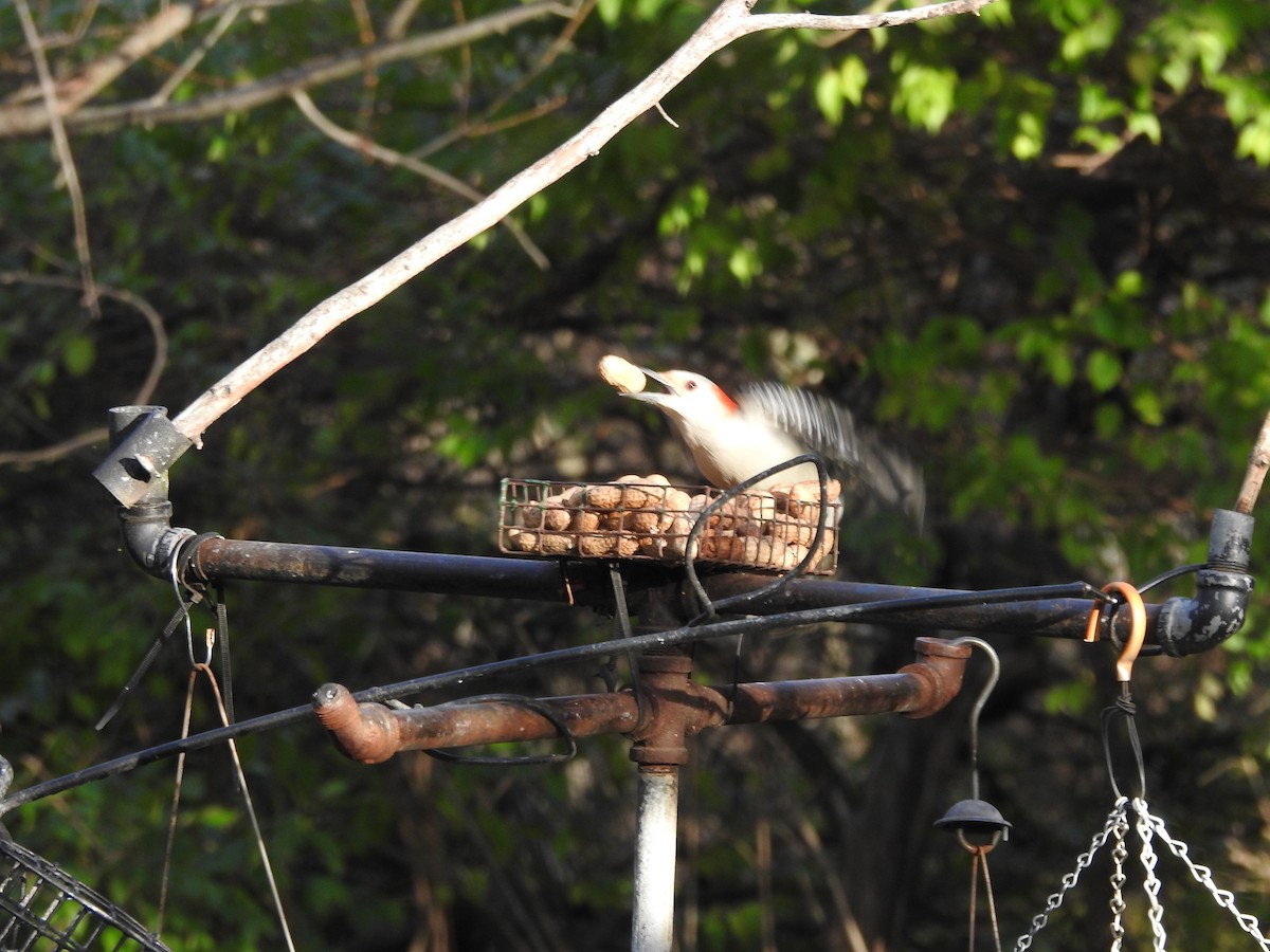 Red-bellied Woodpecker - ML645910121