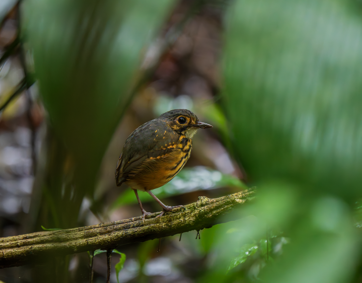Streak-chested Antpitta - ML645910122