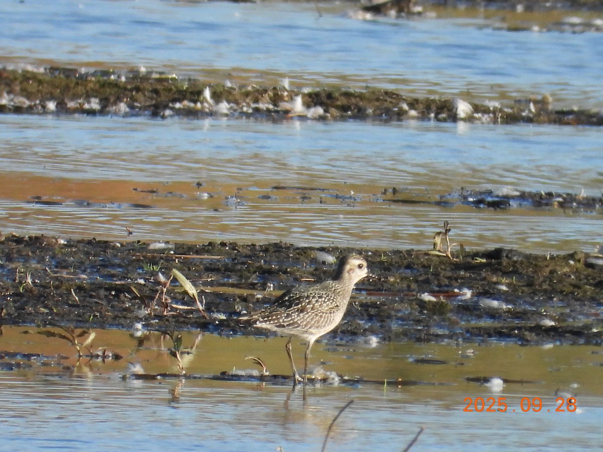 Piviere americano - ML645910123