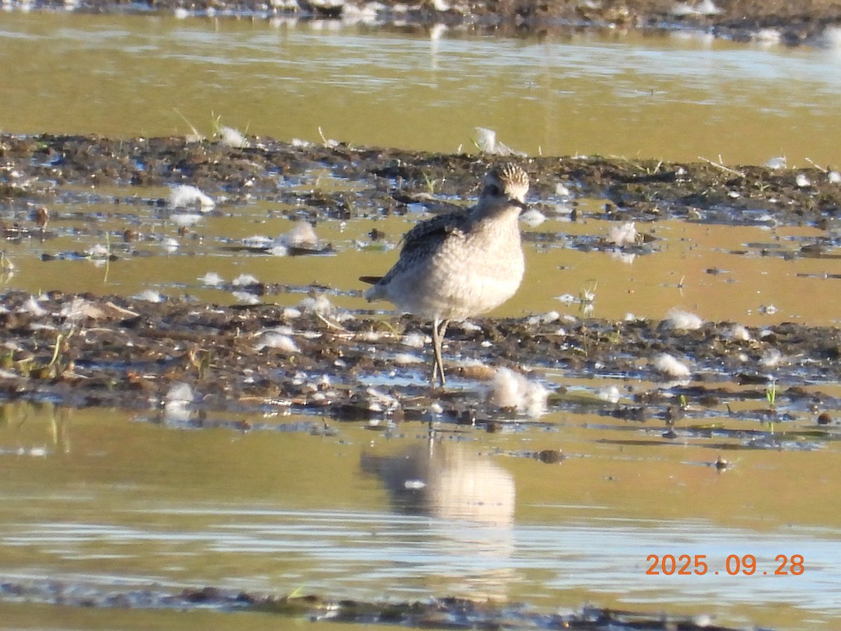 Piviere americano - ML645910124