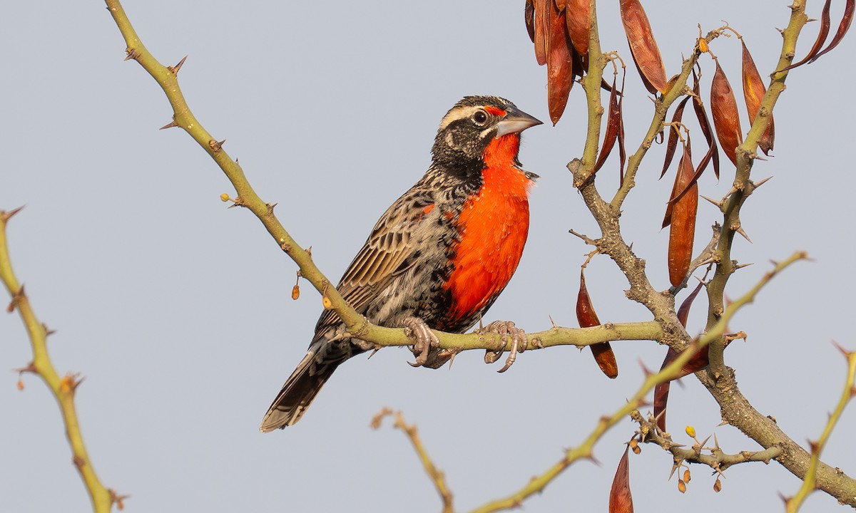 Peruvian Meadowlark - ML645910126