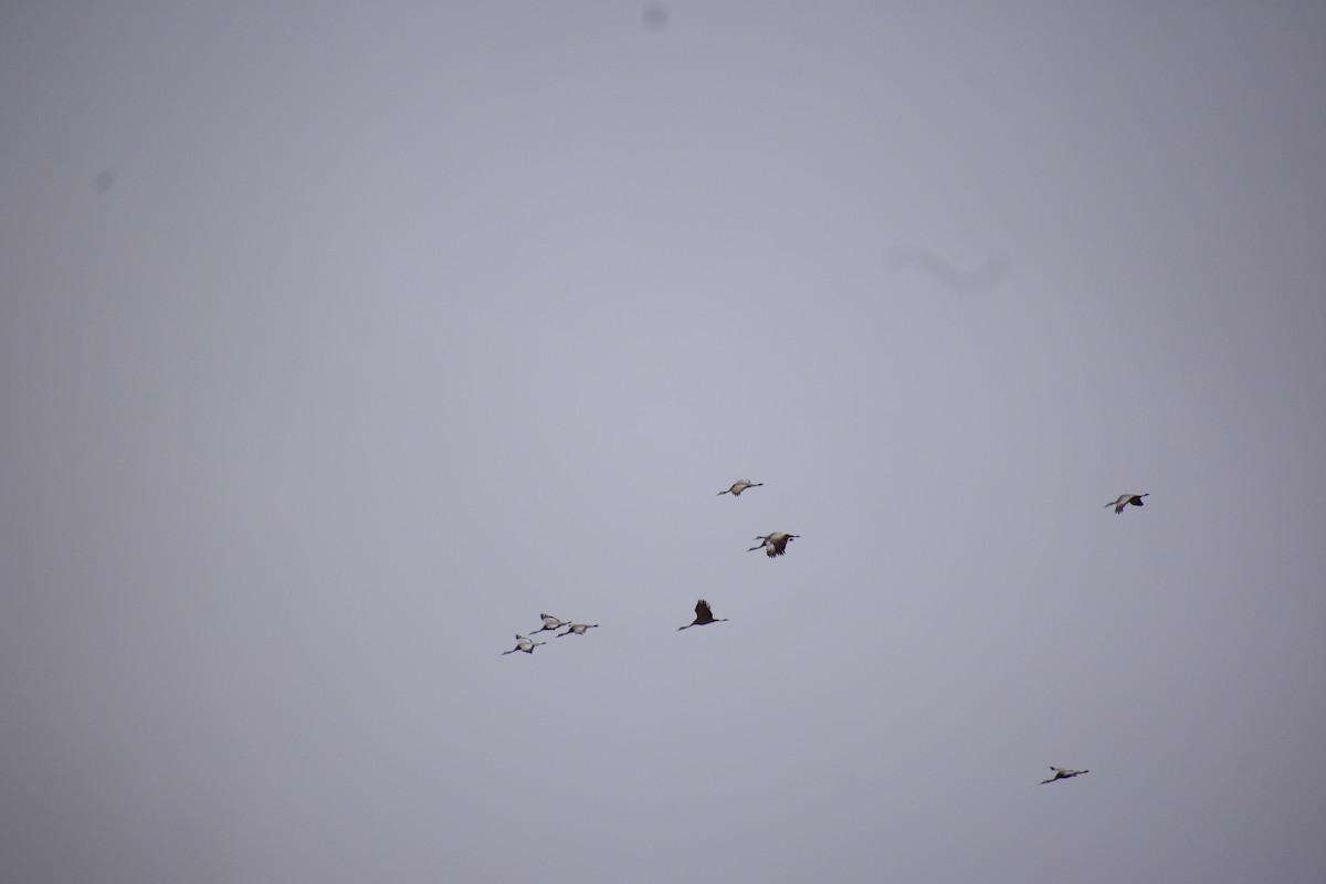 Sandhill Crane - ML645910127