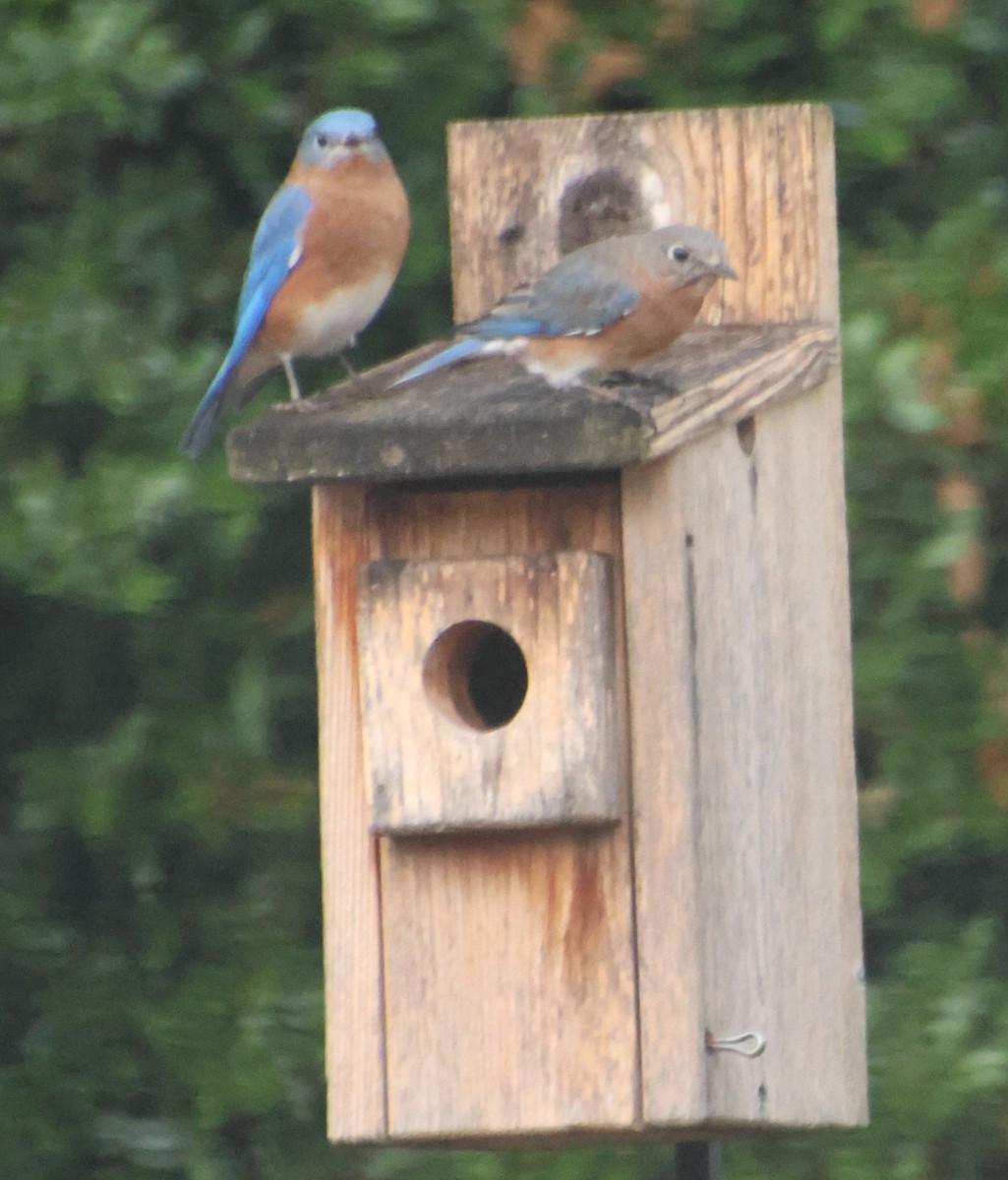 Eastern Bluebird - ML645910128
