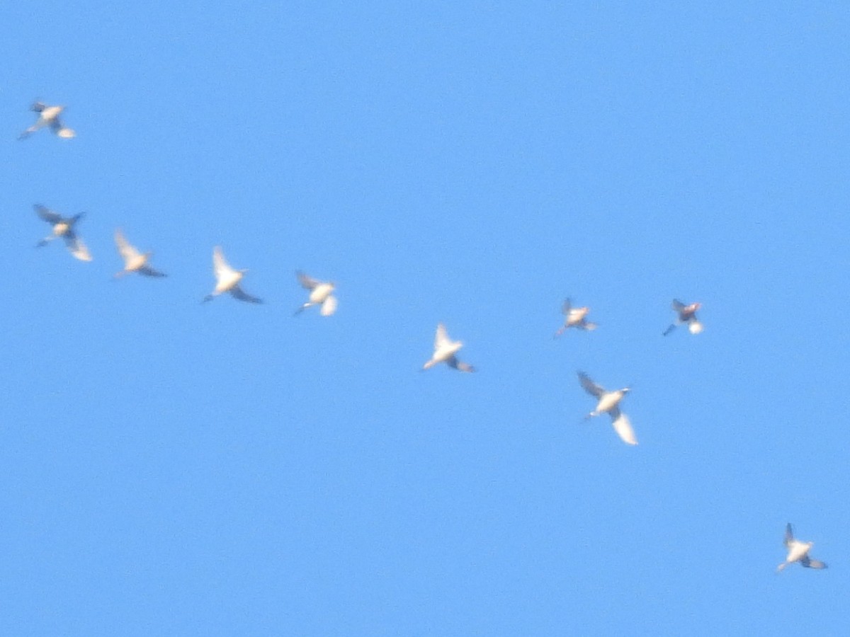 Codone - ML645910132