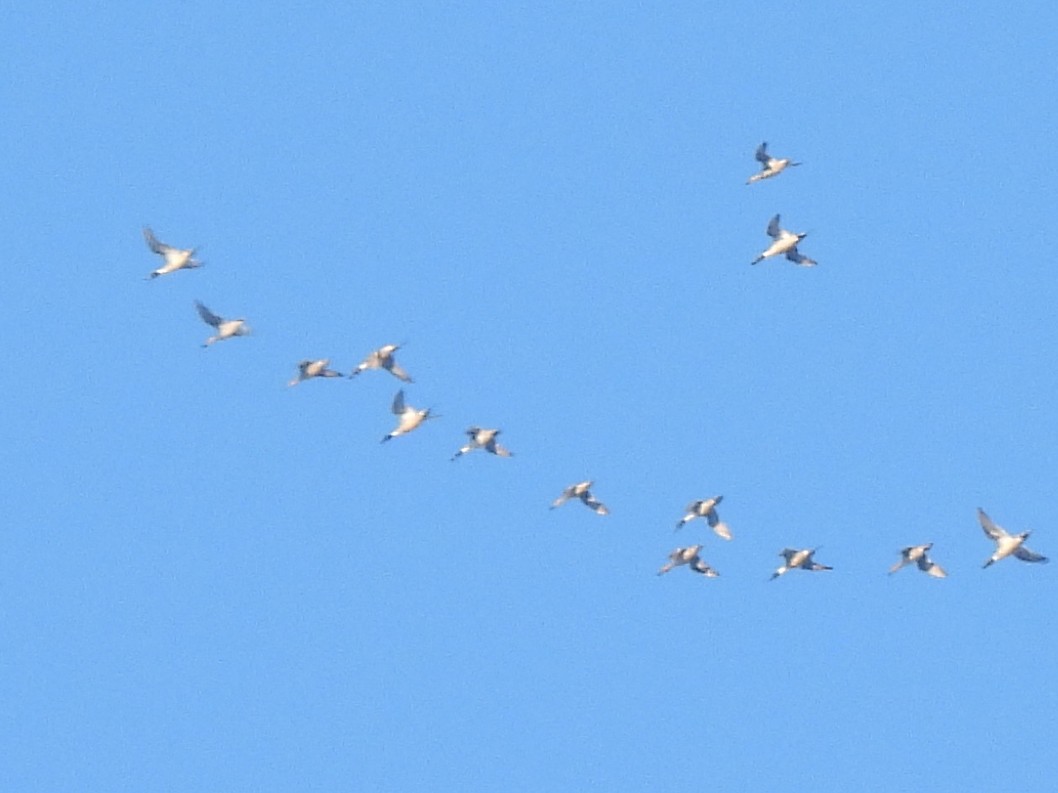 Codone - ML645910133