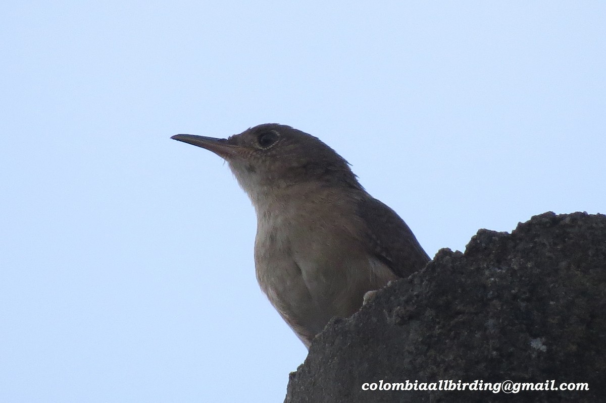 Southern House Wren - ML645910134