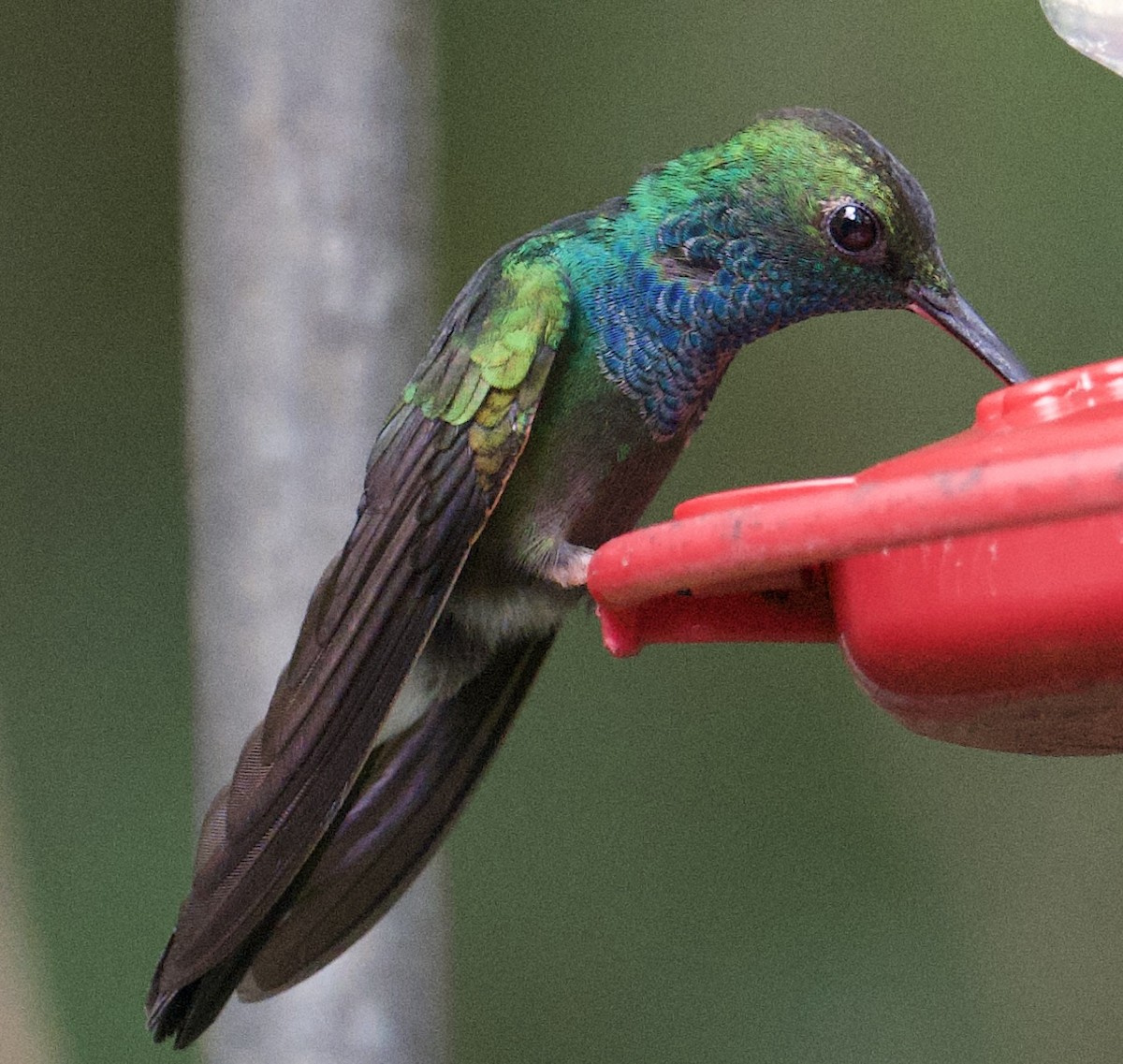 Blue-chested Hummingbird - ML645910136