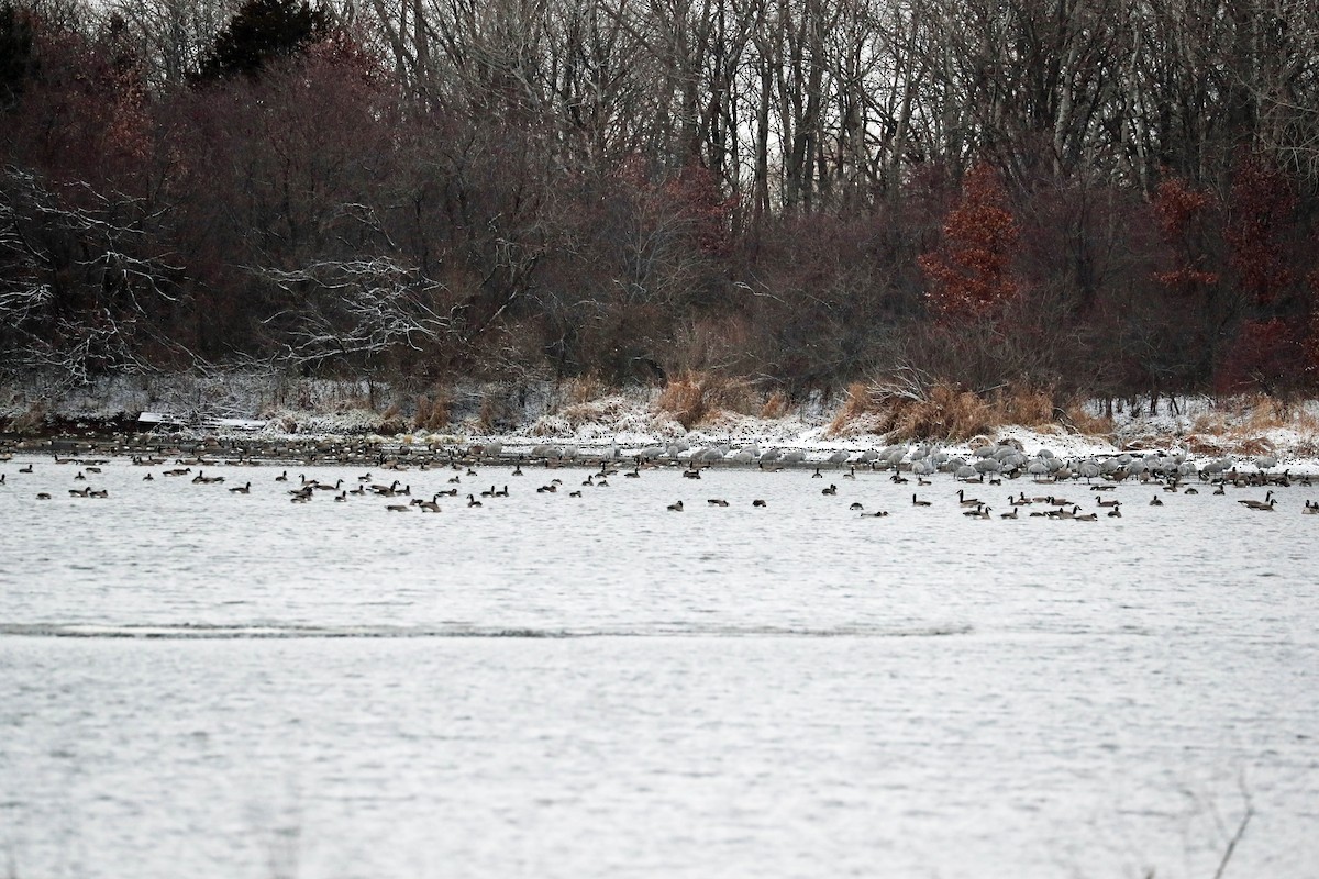 Sandhill Crane - ML645910137
