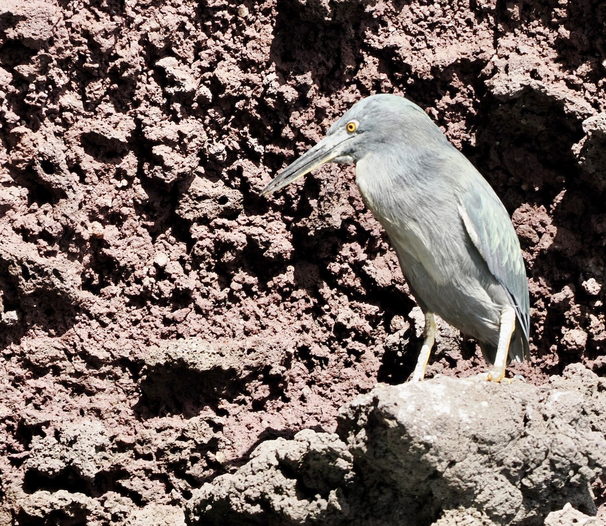 Lava Heron - ML645910142