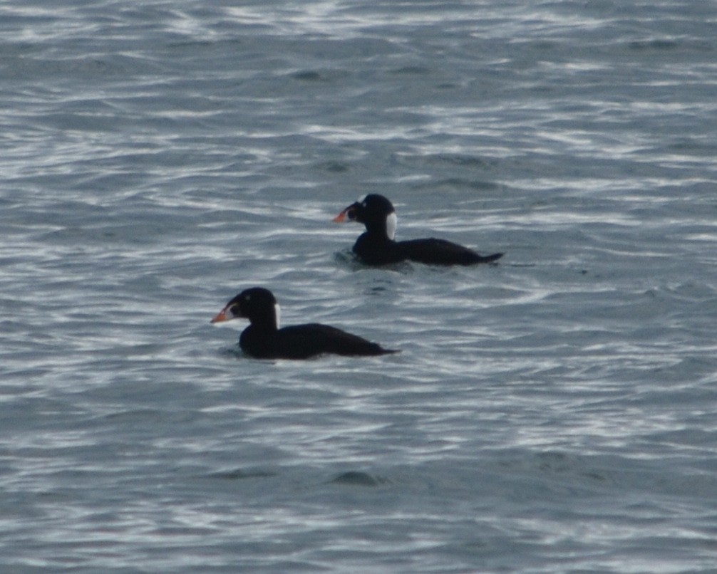 Surf Scoter - ML645910144
